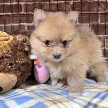 ポメラニアン【埼玉県・女の子・2023年12月21日・オレンジ】の写真「可愛いね❣️ポメちゃん🐶」