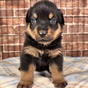 ロットワイラー【埼玉県・男の子・2023年6月20日・ブラックタン】の写真「骨太ロット🐶とっても可愛いです😊」