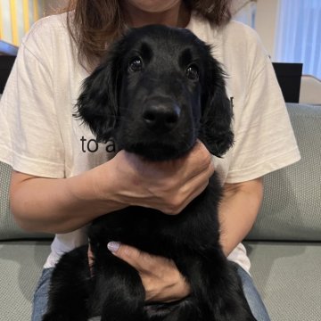 フラットコーテッドレトリバー【埼玉県・男の子・2024年7月2日・ブラック】の写真「僕を見て❣️ブラックのフラット男の子🐶」