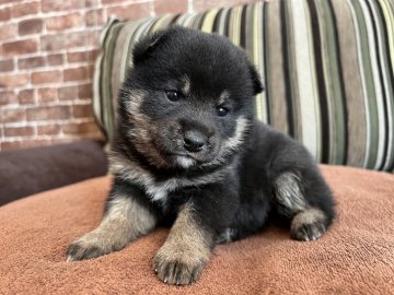 柴犬(標準サイズ)【埼玉県・女の子・2022年1月5日・黒】の写真「可愛いね❣️黒柴ちゃんの女の子🐶」