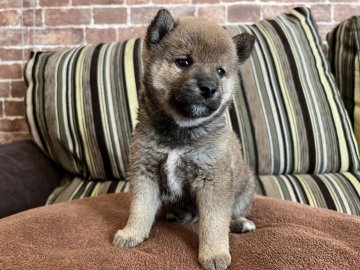 柴犬(標準サイズ)【埼玉県・男の子・2021年9月27日・赤】の写真「まん丸柴ちゃん❣️」