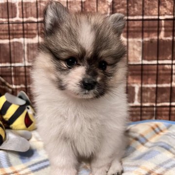 ポメラニアン【埼玉県・男の子・2024年8月1日・パーティ】の写真「可愛いね❣️ポメちゃん🎶」