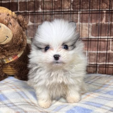 ポメラニアン【埼玉県・男の子・2024年3月17日・パーティー】の写真「可愛いね❣️ポメちゃん🐶」