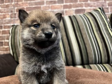 柴犬(標準サイズ)【埼玉県・女の子・2021年10月12日・赤】の写真「可愛いね❣️柴ちゃんの女の子🐶」