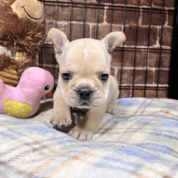 フレンチブルドッグ【埼玉県・男の子・2024年4月9日・クリーム】の写真「僕を見て❣️まん丸男の子🐶」