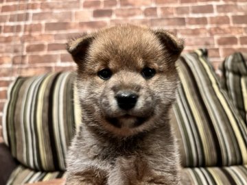 柴犬(標準サイズ)【埼玉県・女の子・2022年1月5日・赤】の写真「可愛いね❣️柴ちゃんの女の子🐶」