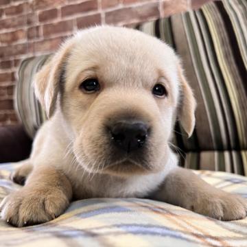 ラブラドールレトリバー【埼玉県・男の子・2022年6月28日・イエロー】の写真「僕を見て❣️骨太男の子🐶」