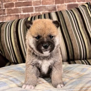 柴犬(標準サイズ)【埼玉県・男の子・2022年10月11日・赤】の写真「まん丸❣️柴くん🐶」