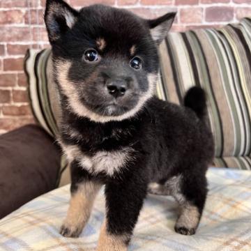 柴犬(標準サイズ)【埼玉県・女の子・2022年10月11日・黒】の写真「まん丸❣️柴ちゃん🐶」