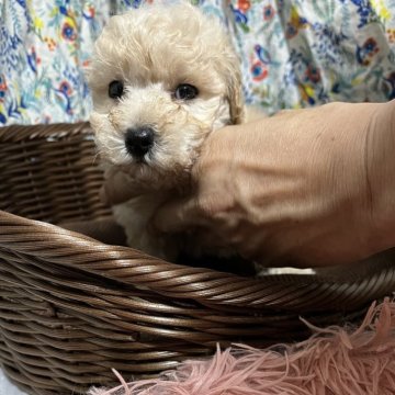 トイプードル(ティーカップ)【福岡県・男の子・2024年5月6日・カフェオレ】の写真「お母さんチャンピオン直子
明日までの募集です！」