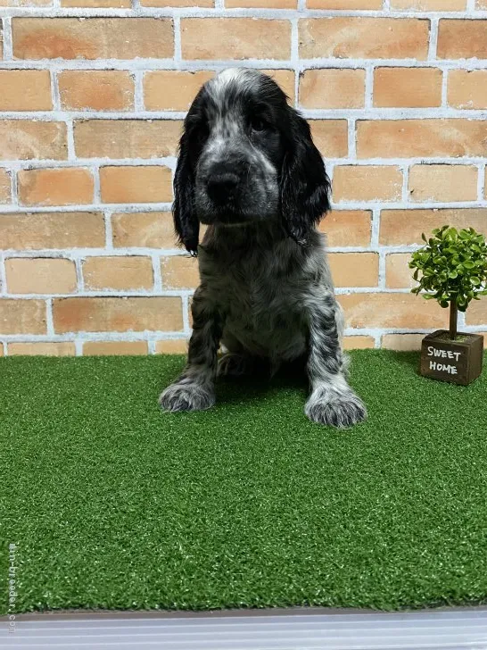 田中 様のお迎えした子犬