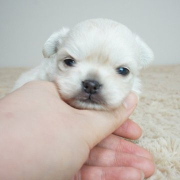 チワワ(ロング)【奈良県・女の子・2024年12月25日・クリーム】の写真「とても可愛らしい子です！！」