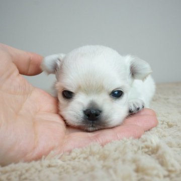 チワワ(ロング)【奈良県・男の子・2024年12月25日・クリーム】の写真「とても可愛らしい子です！！」