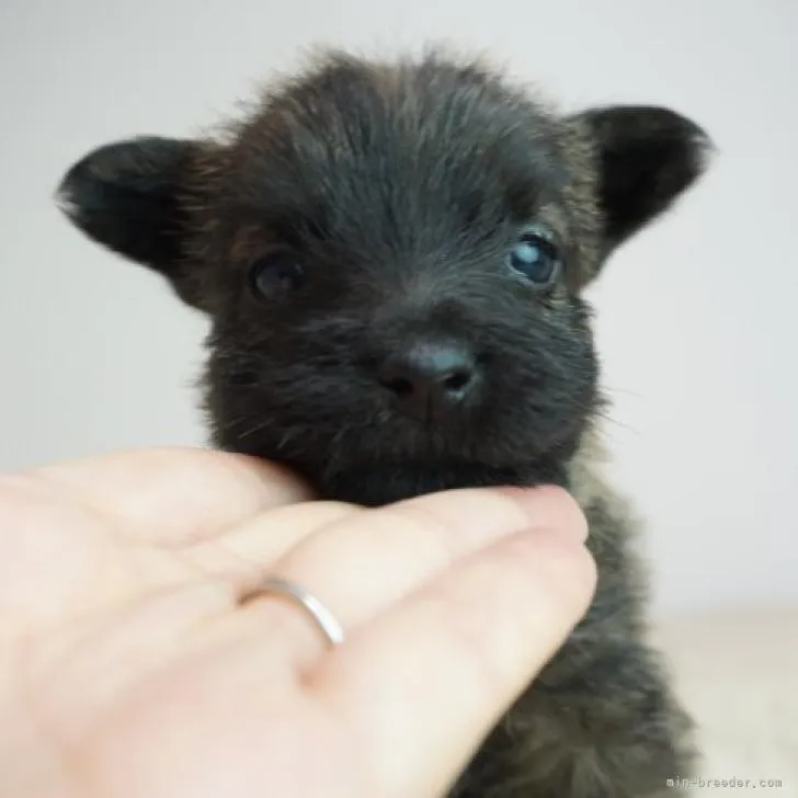 楓 様のお迎えした子犬