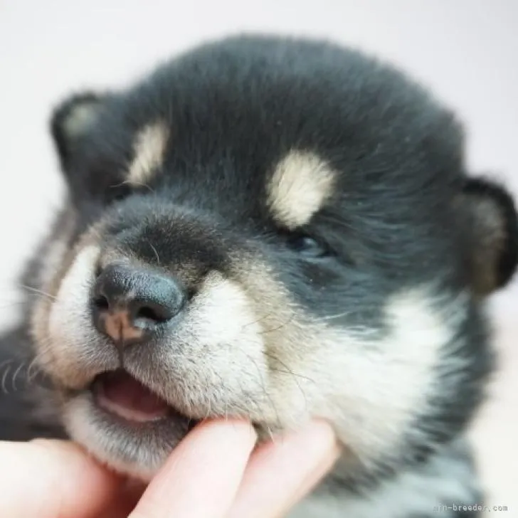 柴犬(標準サイズ)【奈良県・男の子・2022年7月27日・黒】の写真1