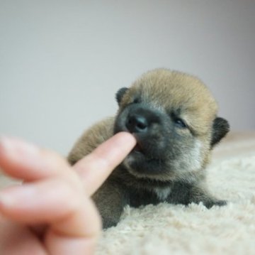 柴犬(標準サイズ)【奈良県・男の子・2023年5月4日・赤】の写真「モフモフ！コロコロです！」