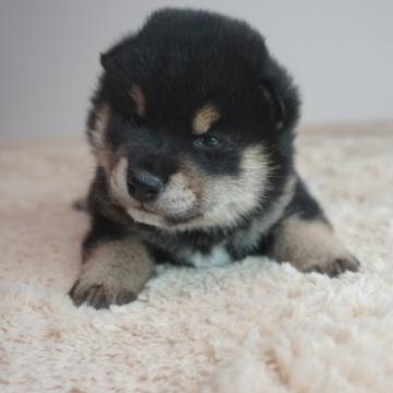 柴犬(標準サイズ)【奈良県・男の子・2022年11月15日・黒】の写真「ムチムチです！」