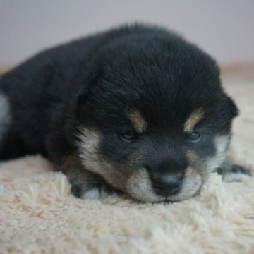 柴犬(標準サイズ)【奈良県・女の子・2023年5月4日・黒】の写真「ムチムチです！」