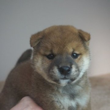 柴犬(標準サイズ)【奈良県・男の子・2022年11月15日・赤】の写真「ムチムチです！」