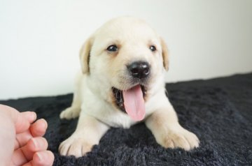 ラブラドールレトリバー【奈良県・男の子・2021年4月28日・イエロー】の写真「ムチムチです！」