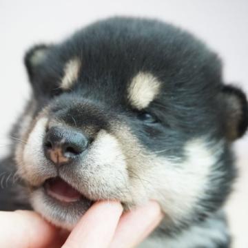 柴犬(標準サイズ)【奈良県・男の子・2022年7月27日・黒】の写真「モフモフ！コロコロです！」