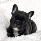 フレンチブルドッグ