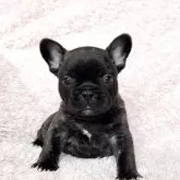 フレンチブルドッグ