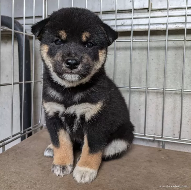 クラウド 様のお迎えした子犬