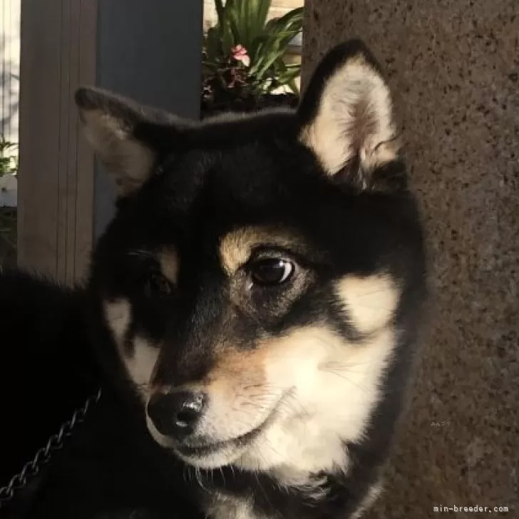 ⭐️ 可愛いくて性格の良い豆柴犬（超お勧め‼️） | 豆柴