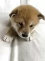 柴犬(標準サイズ)【群馬県・男の子・2025年3月7日・赤】の写真14
