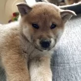 柴犬(標準サイズ)