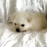 ポメラニアン