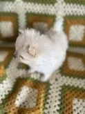 ポメラニアン【群馬県・女の子・2024年11月13日・クリーム】の写真8
