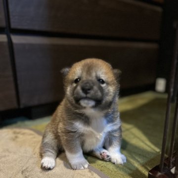 柴犬(標準サイズ)【群馬県・女の子・2023年12月21日・赤】の写真「一姫二太郎の姫ᒼᑋªⁿ✿  ちょちピリ勝気！」