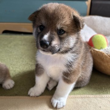 柴犬(標準サイズ)【群馬県・男の子・2024年9月22日・赤】の写真「個性派必見‼️優しい目がチャームポイント🥰」