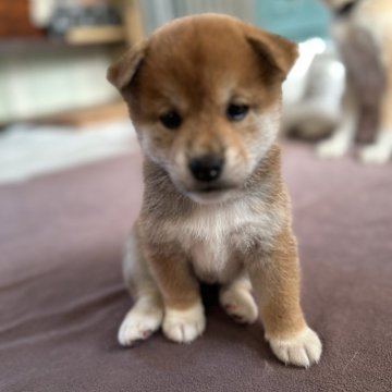 柴犬(標準サイズ)【群馬県・女の子・2024年9月22日・赤】の写真「甘えん坊さん♡♡♡」