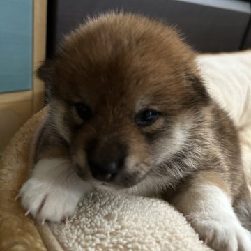 柴犬(標準サイズ)【群馬県・男の子・2024年9月22日・赤】の写真「長男です！チョピリ大きく産まれたよ✌️」