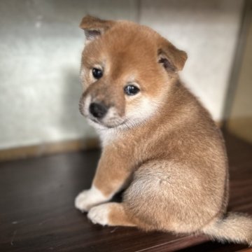 柴犬(標準サイズ)【群馬県・男の子・2024年9月22日・赤】の写真「ガッチリ、ムチムチ🤣」