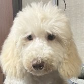 スタンダードプードル