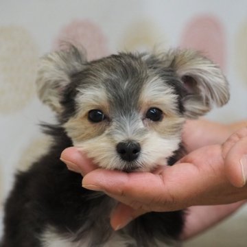 ミックス(マルチーズ×ヨークシャーテリア)【岐阜県・男の子・2024年8月23日・黒茶】の写真「写真更新しました」