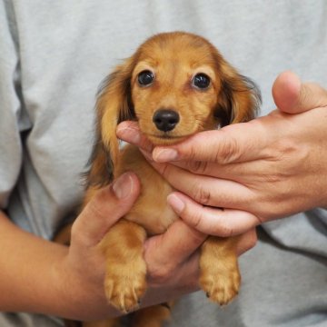 ミニチュアダックスフンド(ロング)【岐阜県・男の子・2024年7月28日・レッド】の写真「写真更新しました」