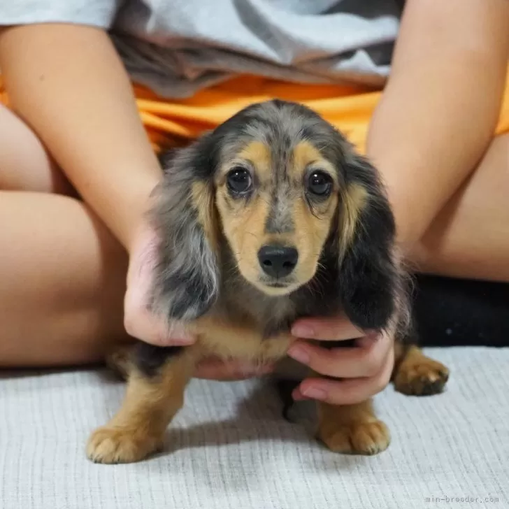 NAO 様のお迎えした子犬