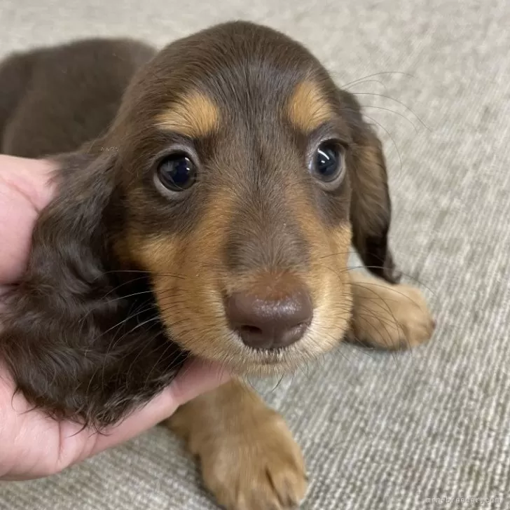 くろ 様のお迎えした子犬