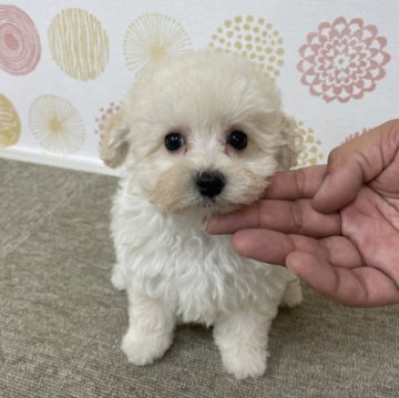 マルプー(マルチーズ×トイプードル)【岐阜県・男の子・2024年5月1日・クリーム】の写真「優しい子です。」