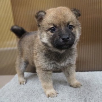 柴犬(標準サイズ)【岐阜県・男の子・2023年1月30日・赤】の写真「とにかく可愛い柴!」