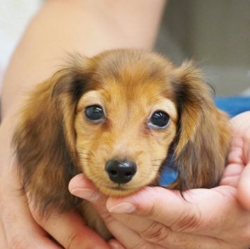 ミニチュアダックスフンド(ロング)【岐阜県・男の子・2024年7月28日・レッド】の写真「写真更新しました」