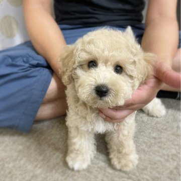 ミックス(ビションフリーゼ×トイプードル)【岐阜県・女の子・2024年4月6日・茶色】の写真「動画掲載しました」