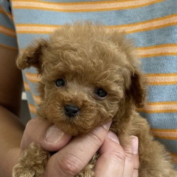 トイプードル(トイ)【岐阜県・女の子・2024年9月4日・レッド】の写真「小ぶりです」