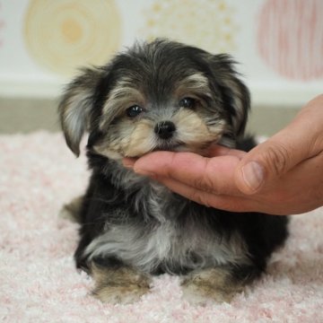 ミックス(マルチーズ×ヨークシャーテリア)【岐阜県・男の子・2024年8月23日・黒茶】の写真「マルチーズとヨーキーのハーフです」