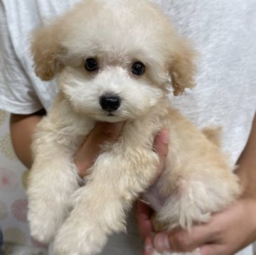 マルプー(マルチーズ×トイプードル)【岐阜県・男の子・2023年5月10日・クリーム】の写真「明るい子です。」